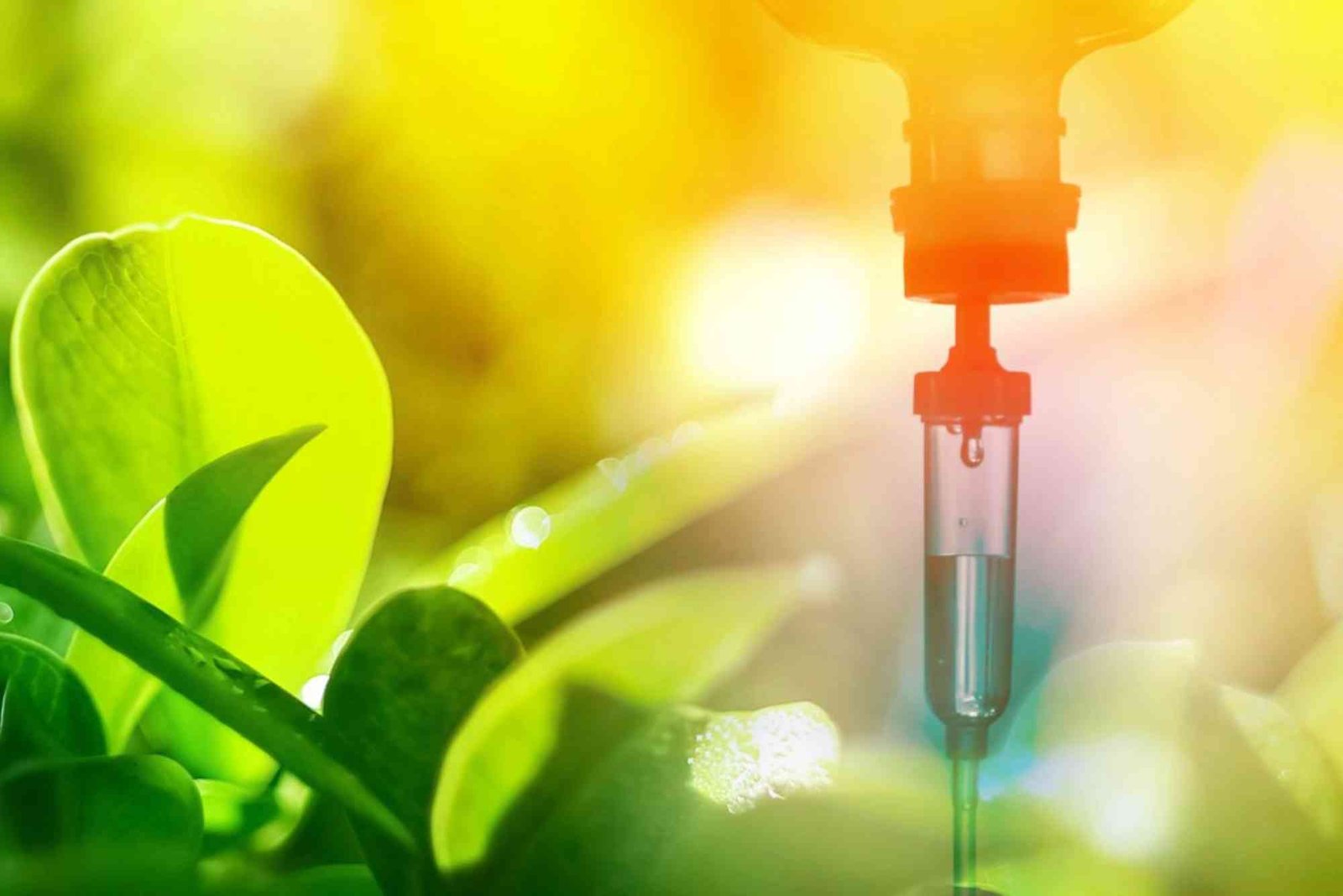 CBD Immunity UAE