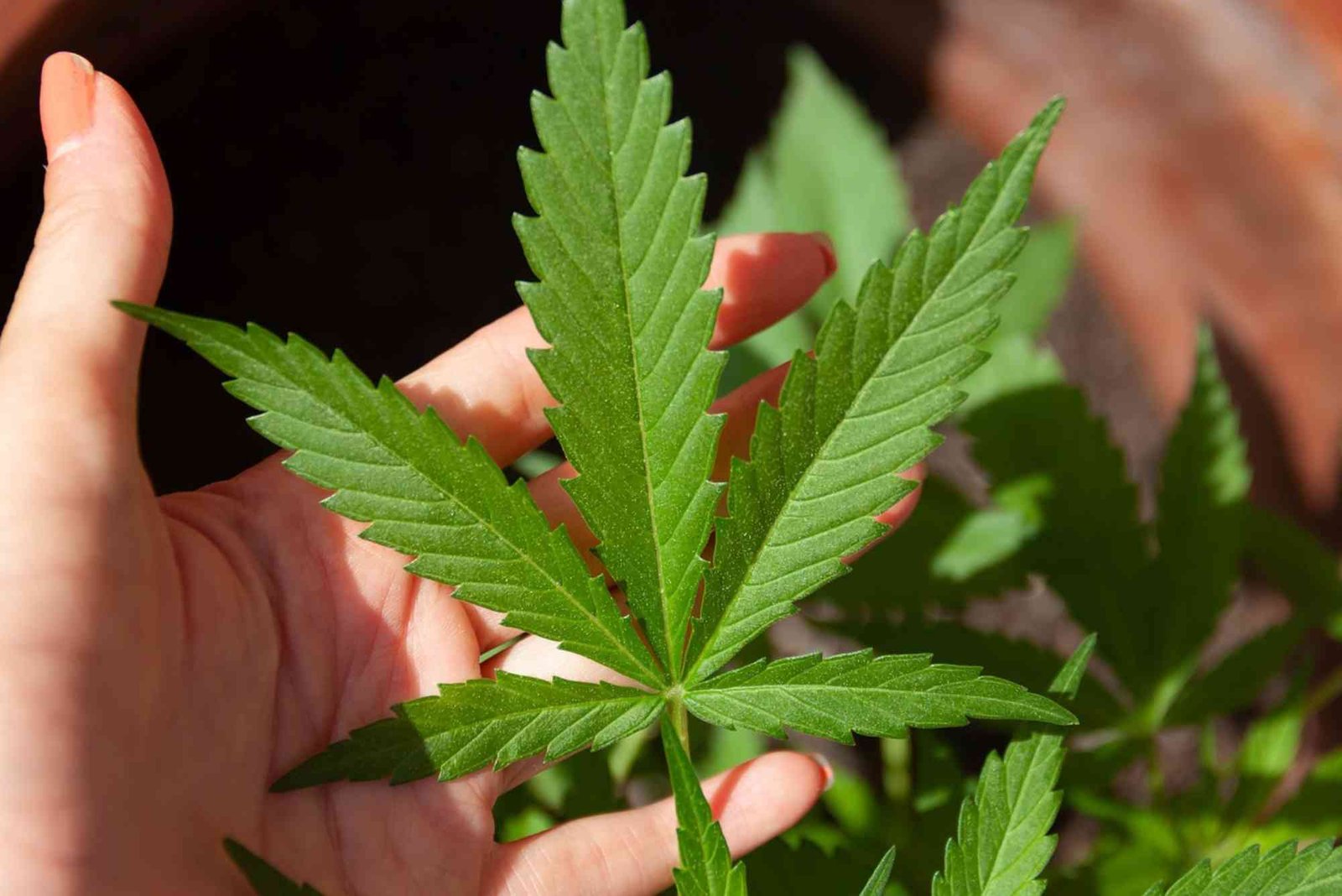 CBD Laws UAE