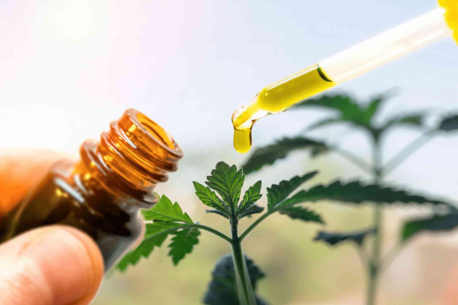 CBD Driving Laws UAE